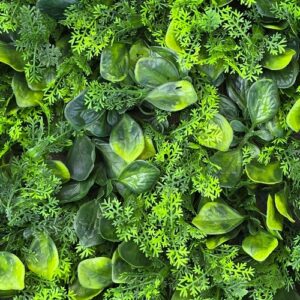 Zelenilo peperomia tuja mix m 5.jpg