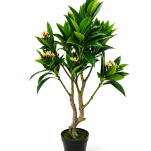 Vestacko dekorativno drvo plumeria 3.png
