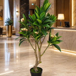 Vestacko dekorativno drvo plumeria.png